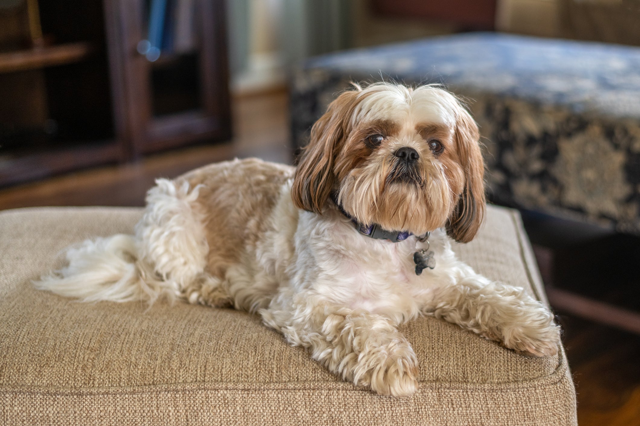 O focinho achatado e o corpo alongado favorecem o aparecimento de diversas doenças no Shih Tzu