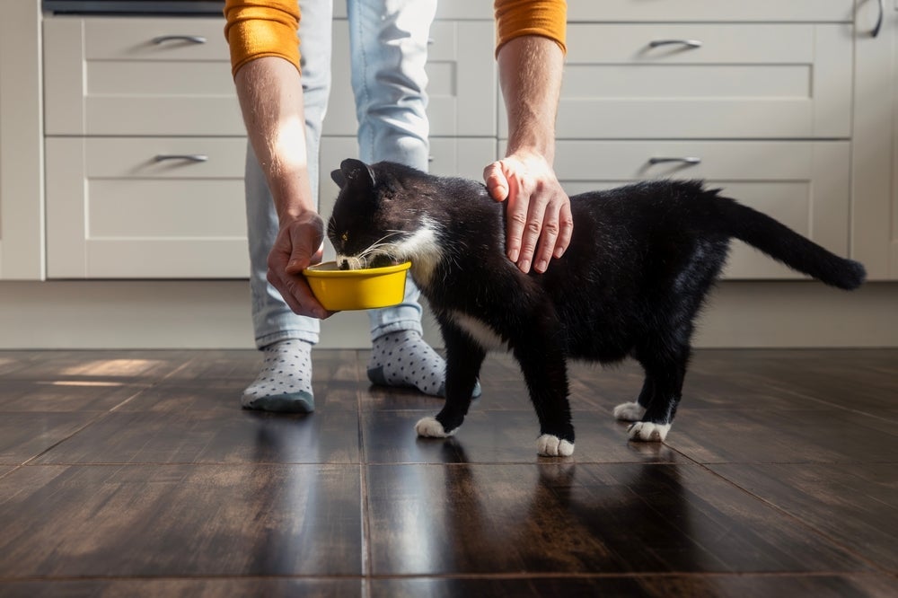 O enriquecimento alimentar promove o bem-estar físico, mental e emocional dos gatos