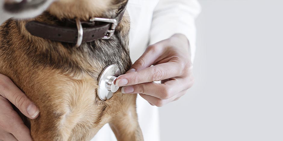 Por que o estômago do cão faz barulho - Estetoscópio Por que o estômago do cão faz barulho? Estetoscópio no peito de um cachorro.