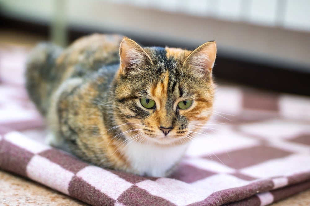 Perda de peso e falta de apetite são sintomas de diversos problemas de saúde em gatos