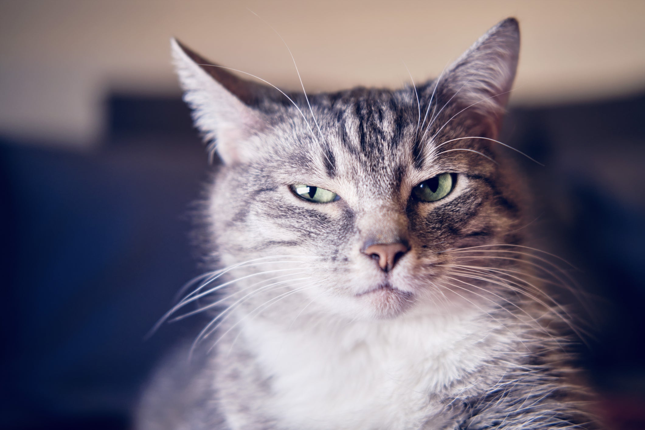 Apesar da fama de antissociais e frios, os gatos podem ser extremamente apegados e amorosos