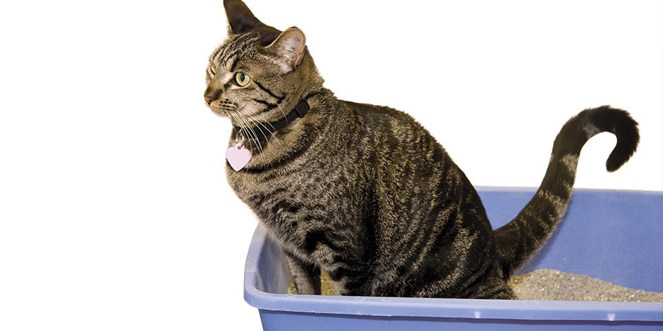 Incontinência urinária em gatos: tratamento, sintomas e causas – Rajado Incontinência urinária em gatos: tratamento, sintomas e causas. Bichinho rajado na caixa de areia.