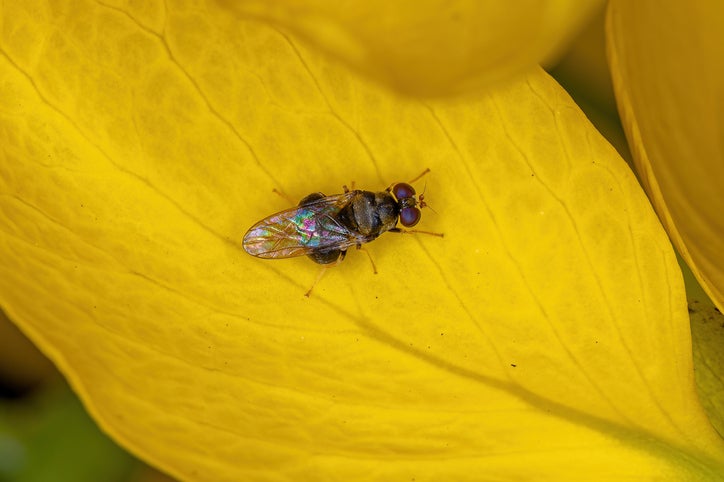Insetos em ração de pet Insetos sobre uma flor amarela