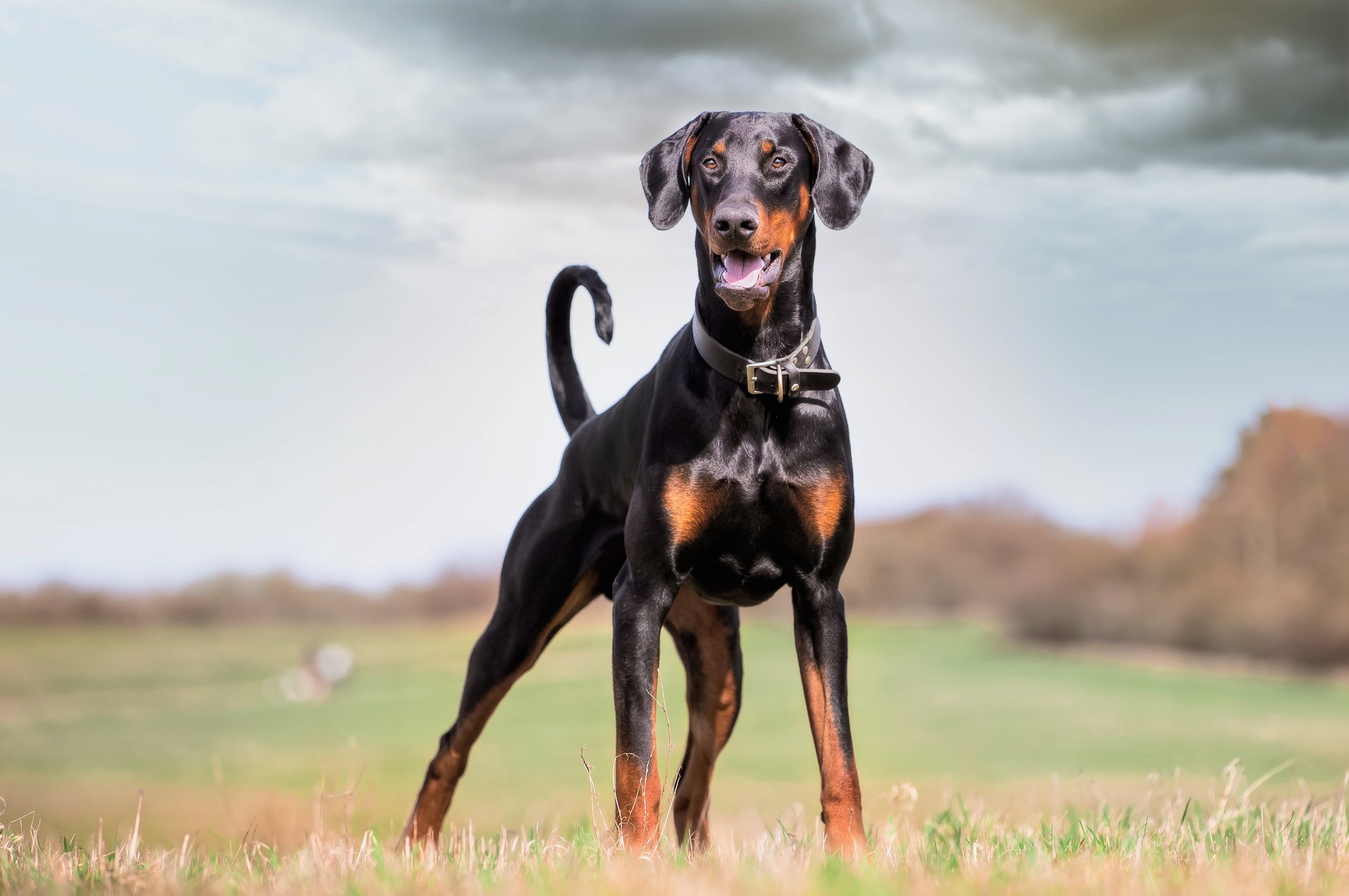 O Doberman é um cachorro extremamente inteligente, protetor e cheio de energia