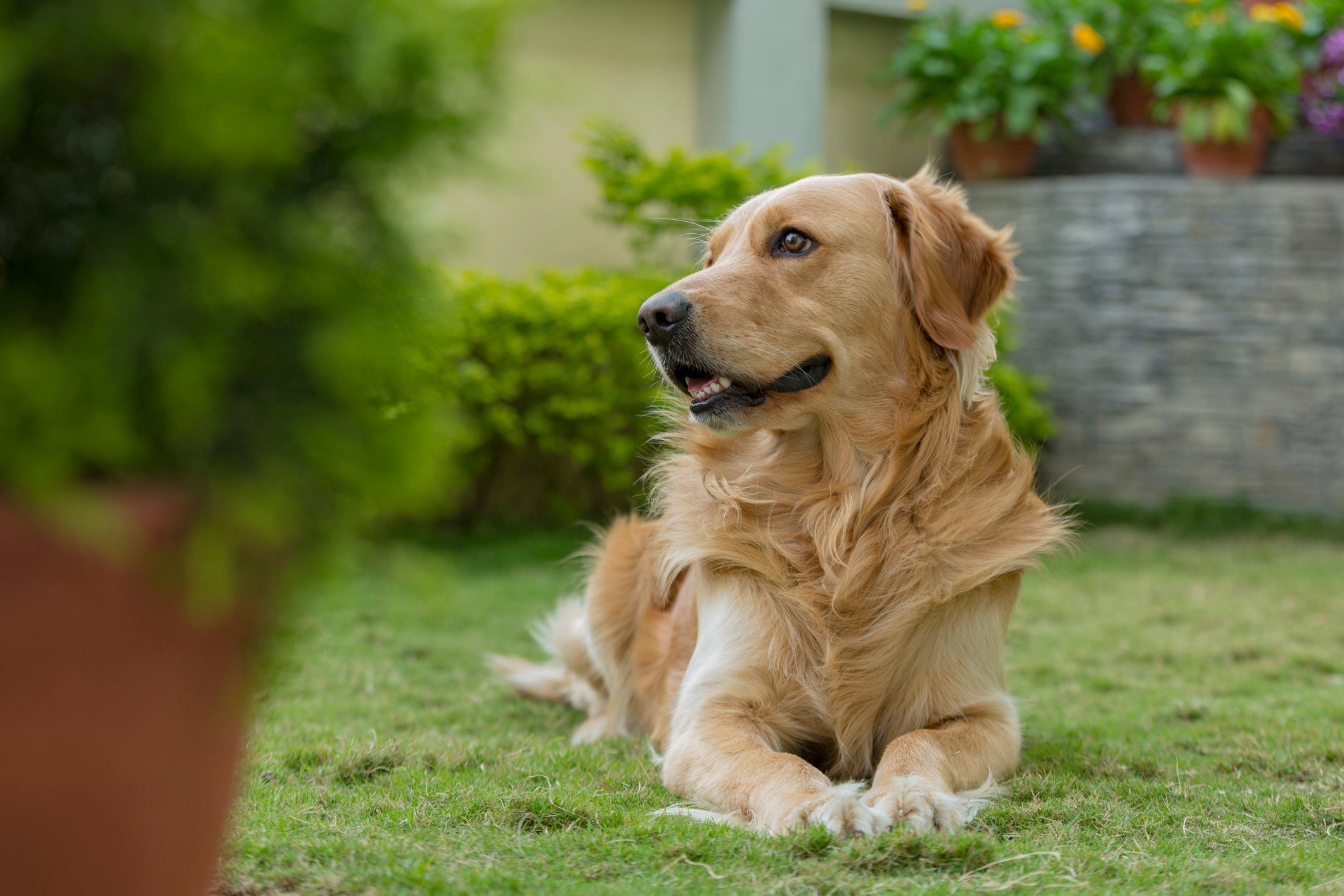 Além de causar coceira, os carrapatos podem transmitir doenças graves para os pets