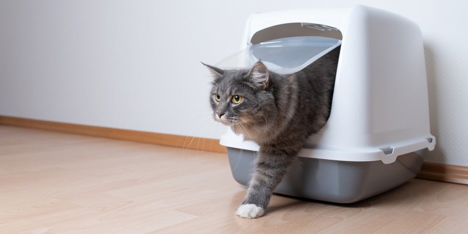 Probióticos para gatos – Caixa de areia Gato com bom trânsito intestinal saindo da caixa de areia, graças aos probióticos para gatos.