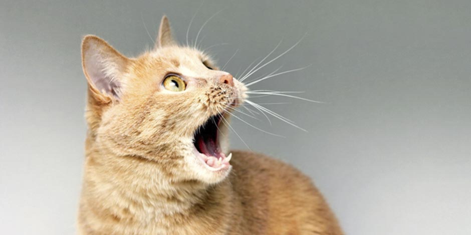 Gato laranja esperando para receber seus probióticos para gatos.