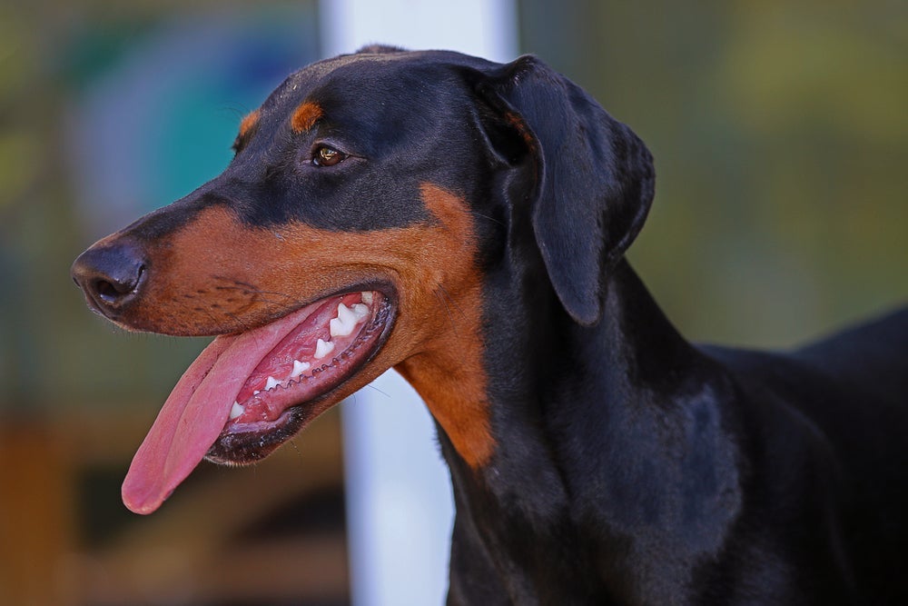Tártaro, gengivite e mau hálito estão entre os principais problemas bucais em cães