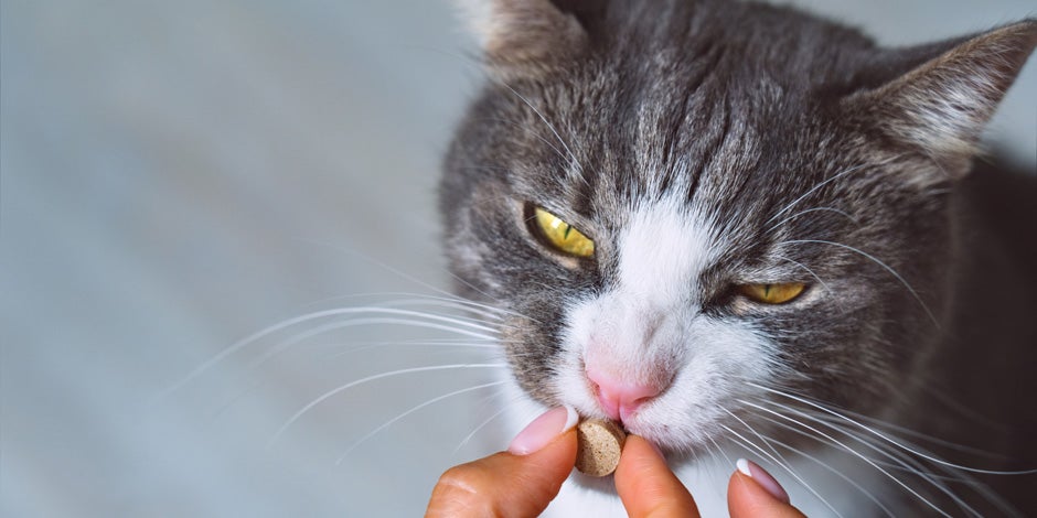 Problemas digestivos em gatos – Medicação Gato recebendo medicação para tratar problemas digestivos em gatos.
