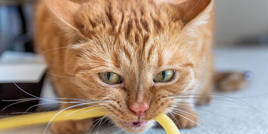 Problemas digestivos em gatos – Obstrução Alguns problemas digestivos em gatos são causados por obstruções intestinais. Gato mastigando objeto estranho.