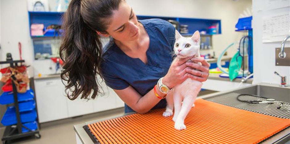 Problemas digestivos em gatos: felino branco sendo revisado por uma veterinária.