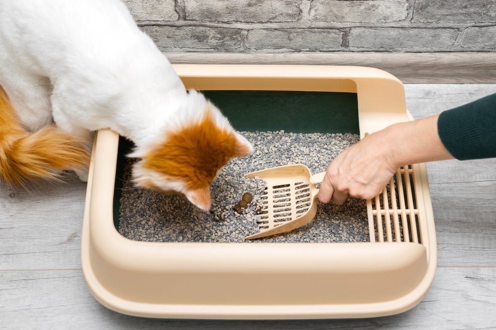 Muco e sangue nas fezes do gato podem ser sinal de que algo está errado com o pet