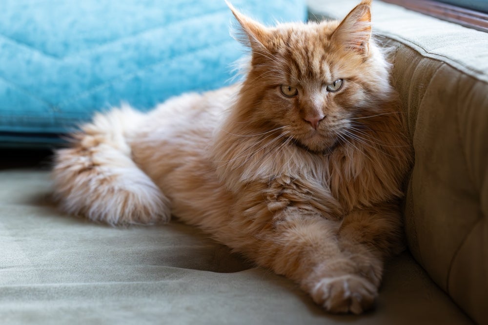 O Maine Coon é uma das raças de gato grande mais conhecidas do mundo