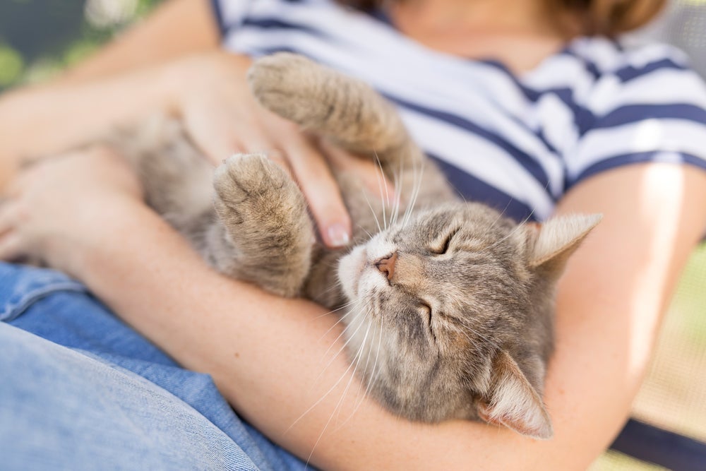 Apesar da fama de independentes, algumas raças de gato são bastante carentes e amorosas