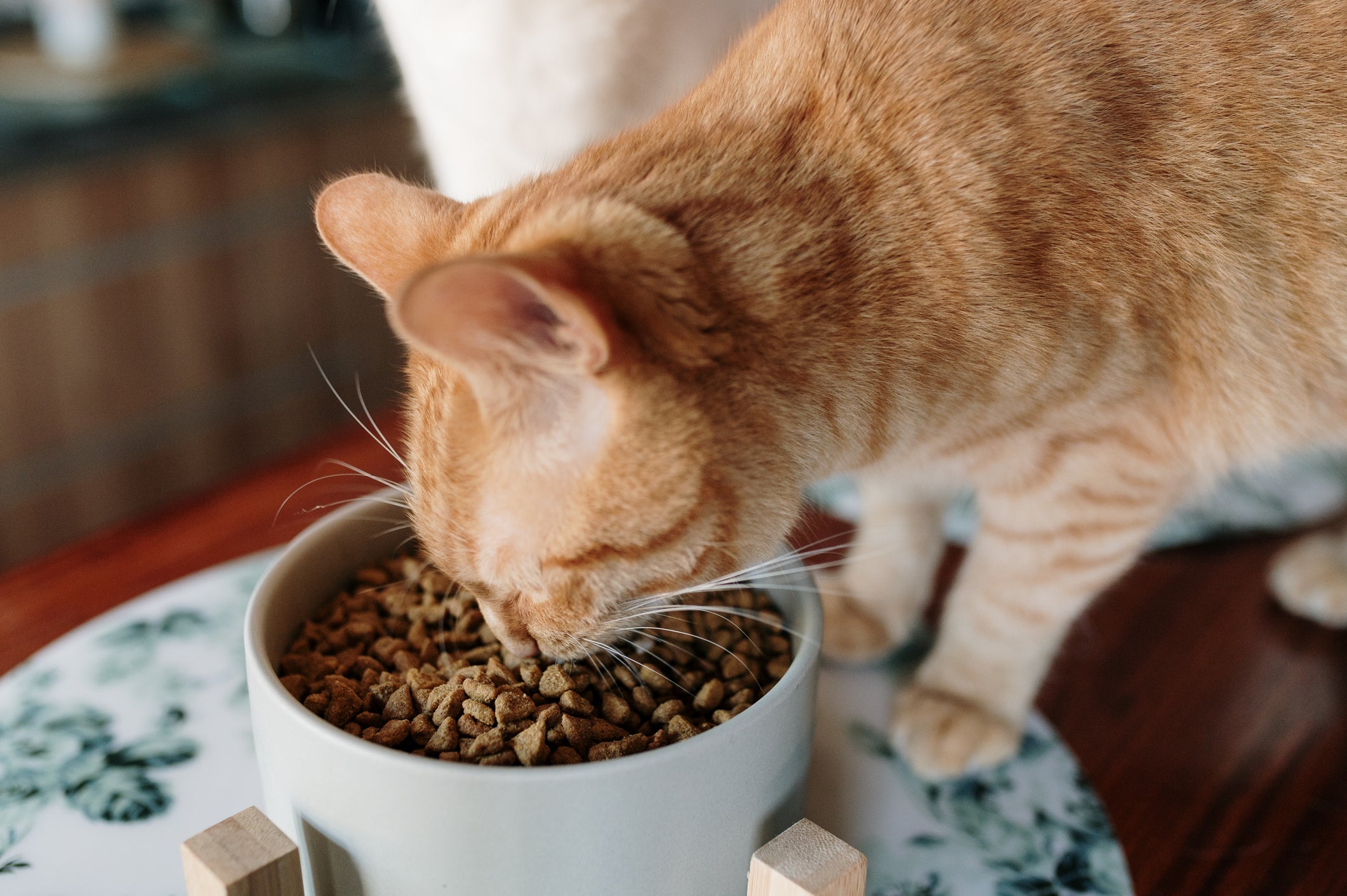 Ração para gatos castrados tem menos calorias e maior teor de fibras