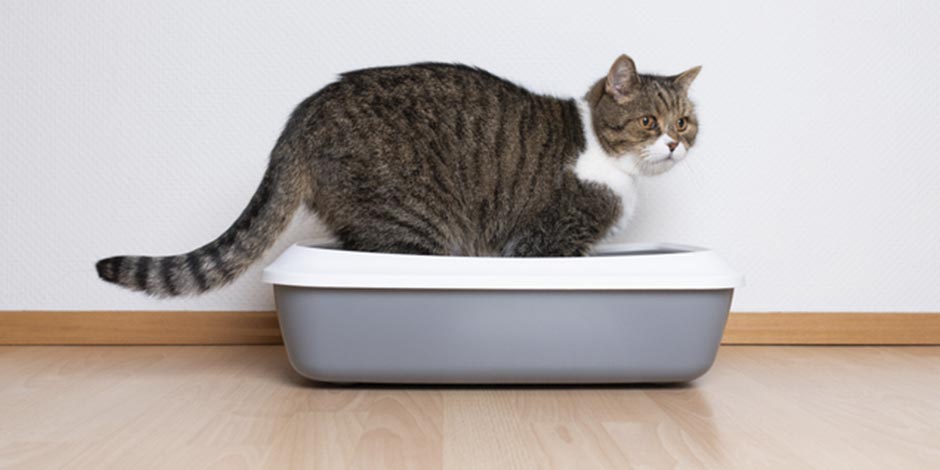 Um gato com problema renal como o da foto utiliza mais a caixa de areia