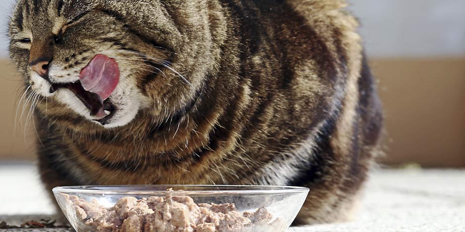 Gato comendo Pro Plan: ração para gato com problema renal