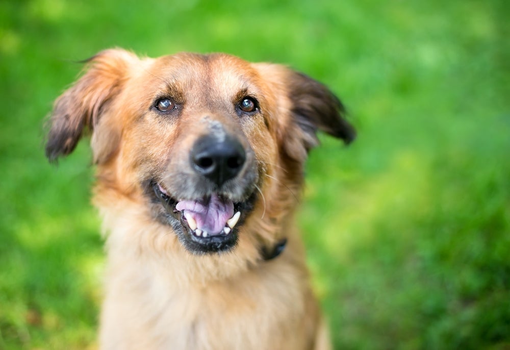 No universo dos sonhos, os cachorros simbolizam amizade, lealdade, proteção e instintos
