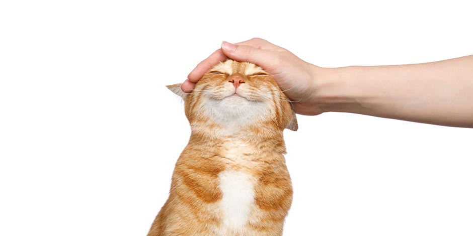 Taurina para gatos – Gato feliz A taurina para gatos está relacionada com seu bem-estar e felicidade.