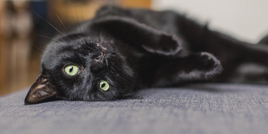 Taurina para gatos – Gato preto O gato preto da foto recebe taurina para gatos