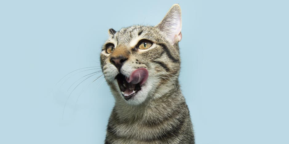 A taurina para gatos contribui com seu bem-estar. Bichinho se lambendo.