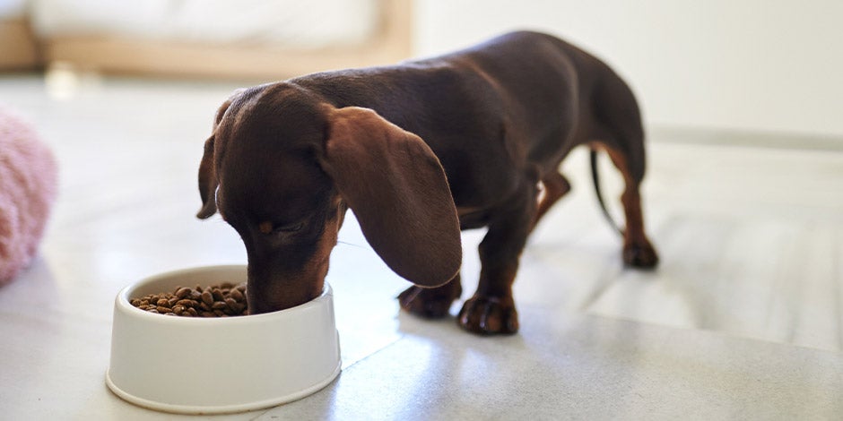Vitamina E para cães – Dachshund comendo As fórmulas PURINA® fornecem vitamina E para cães. Dachshund comendo seu alimento seco.