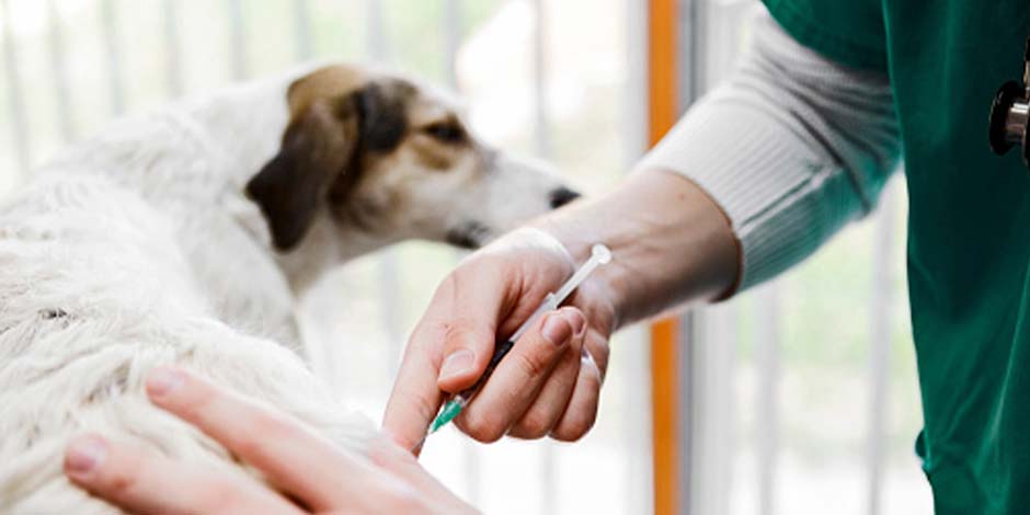 Veterinário completando suplementação de vitamina K para cachorros.
