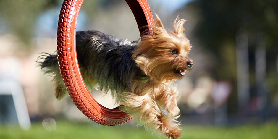 A vitamina K é essencial para os cães, pois ajuda ao fortalecimento dos ossos. Yorkie Pulando.