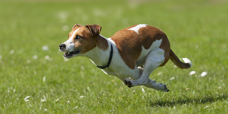A vitamina K para cães ajuda no fortalecimento dos ossos. Jack Russell correndo.