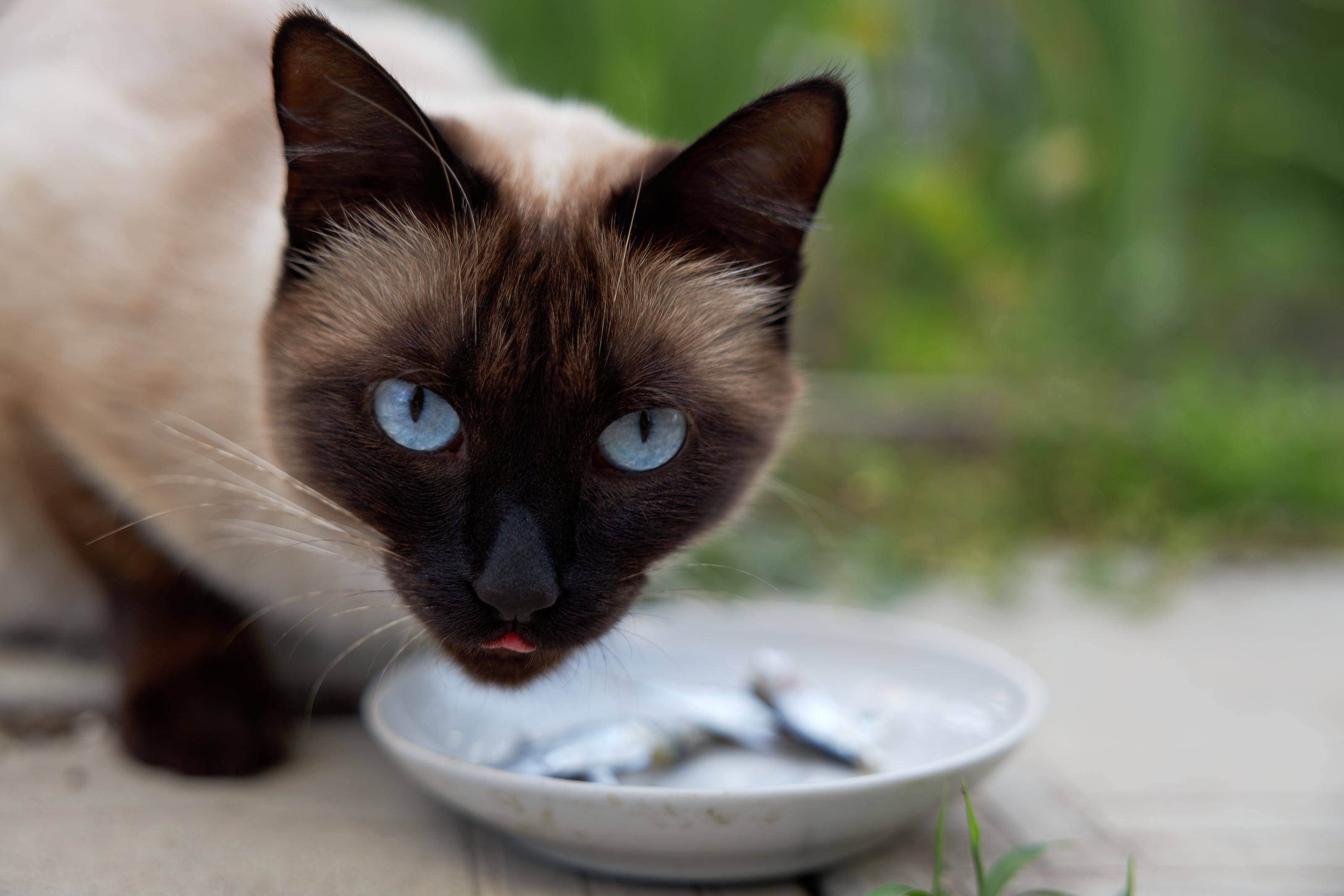 Por ter um perfil mais ativo, o gato Siamês tem necessidades nutricionais específicas