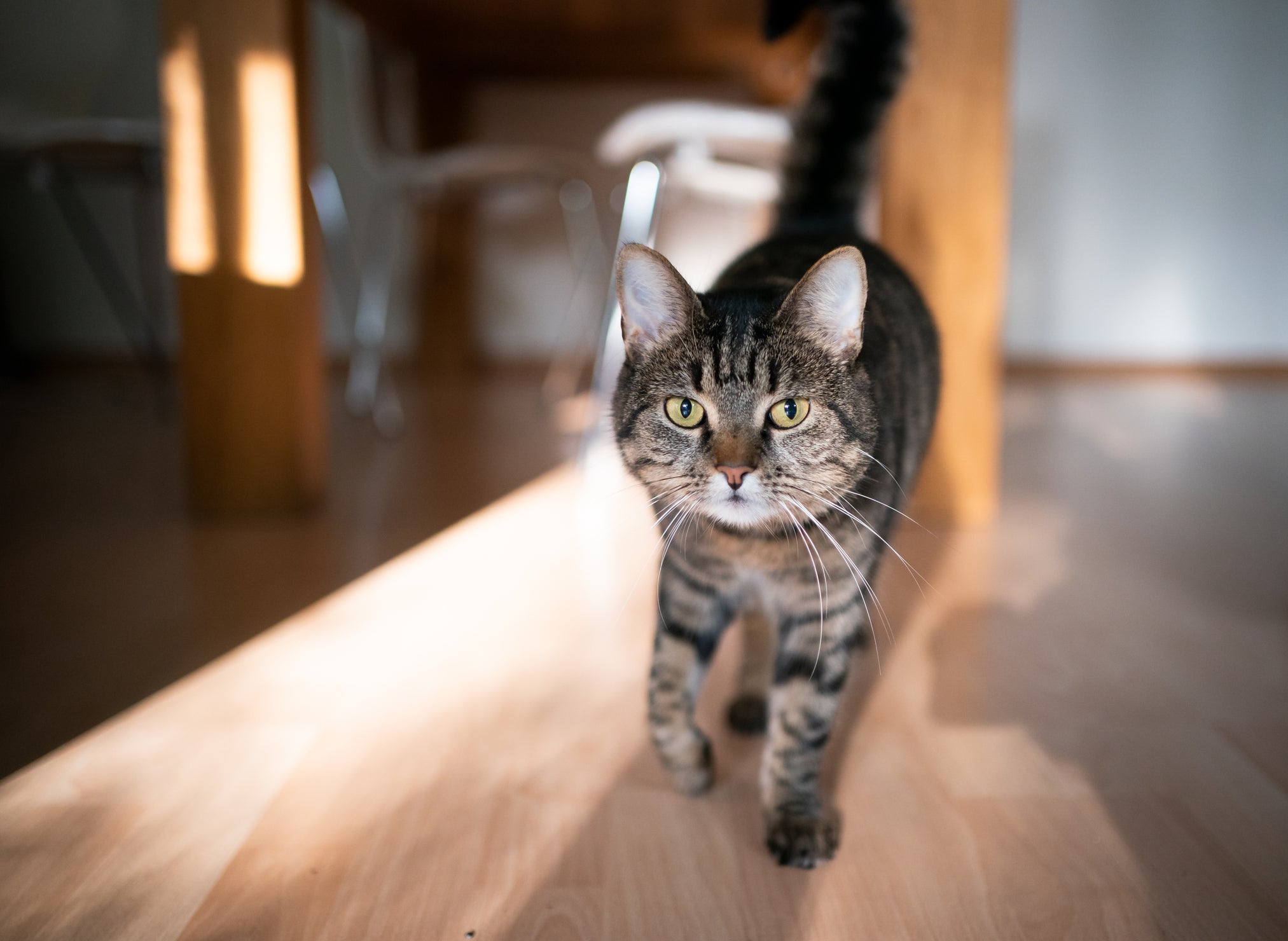 As causas da artrite felina são variadas, mas costumam estar relacionadas principalmente ao envelhecimento e obesidade
