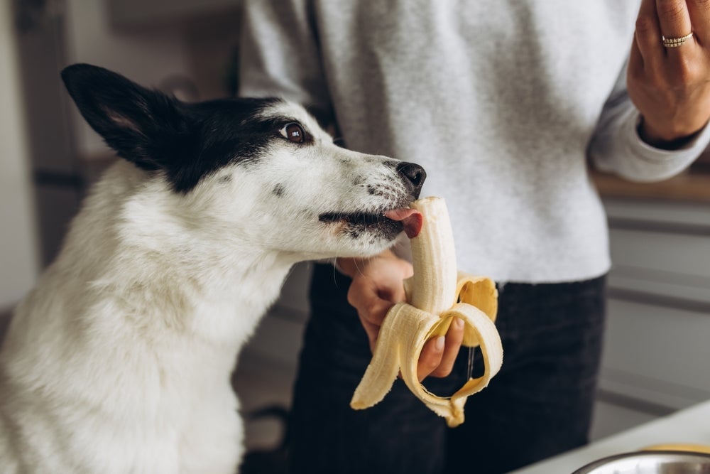 A banana é uma fruta muito benéfica para os cães, mas deve ser oferecida sempre com moderação