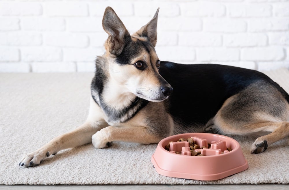 O ato de lamber é essencial para o bem-estar do cachorro e os brinquedos interativos podem ajudar nisso