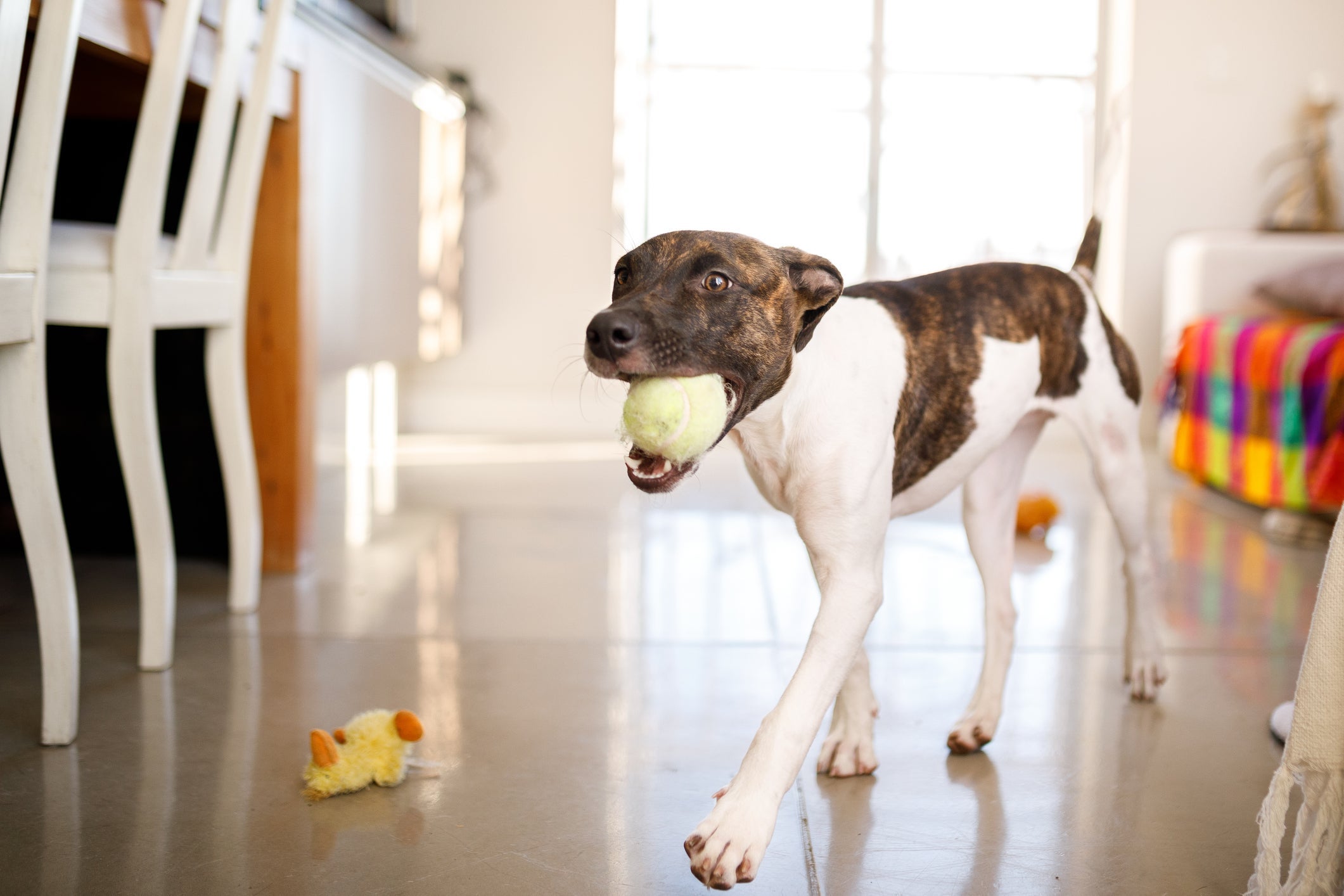Os cachorros carregam coisas com a boca principalmente devido ao instinto natural da espécie