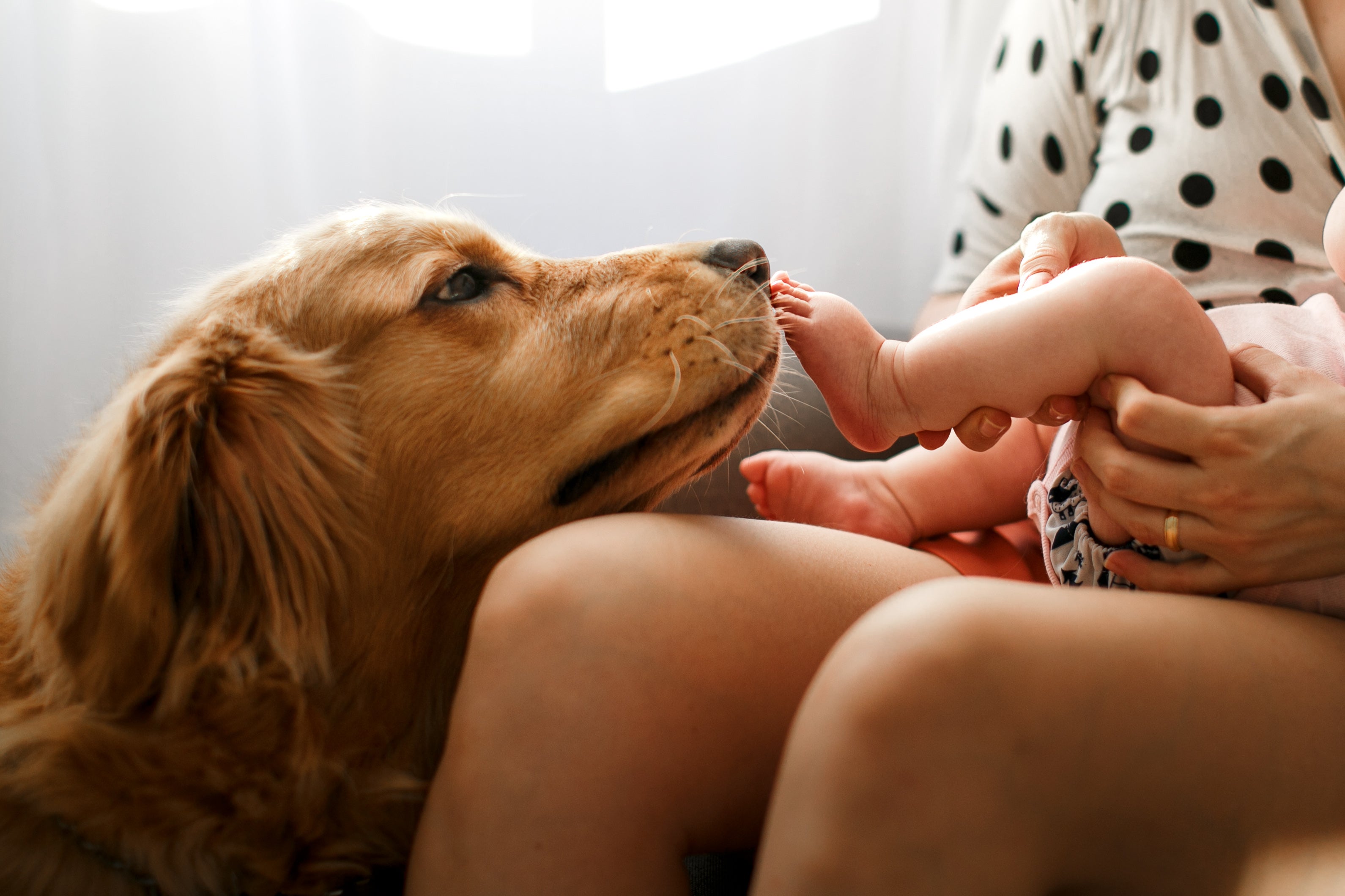 O convívio entre cães e crianças pequenas pode trazer muitos benefícios para o desenvolvimento infantil