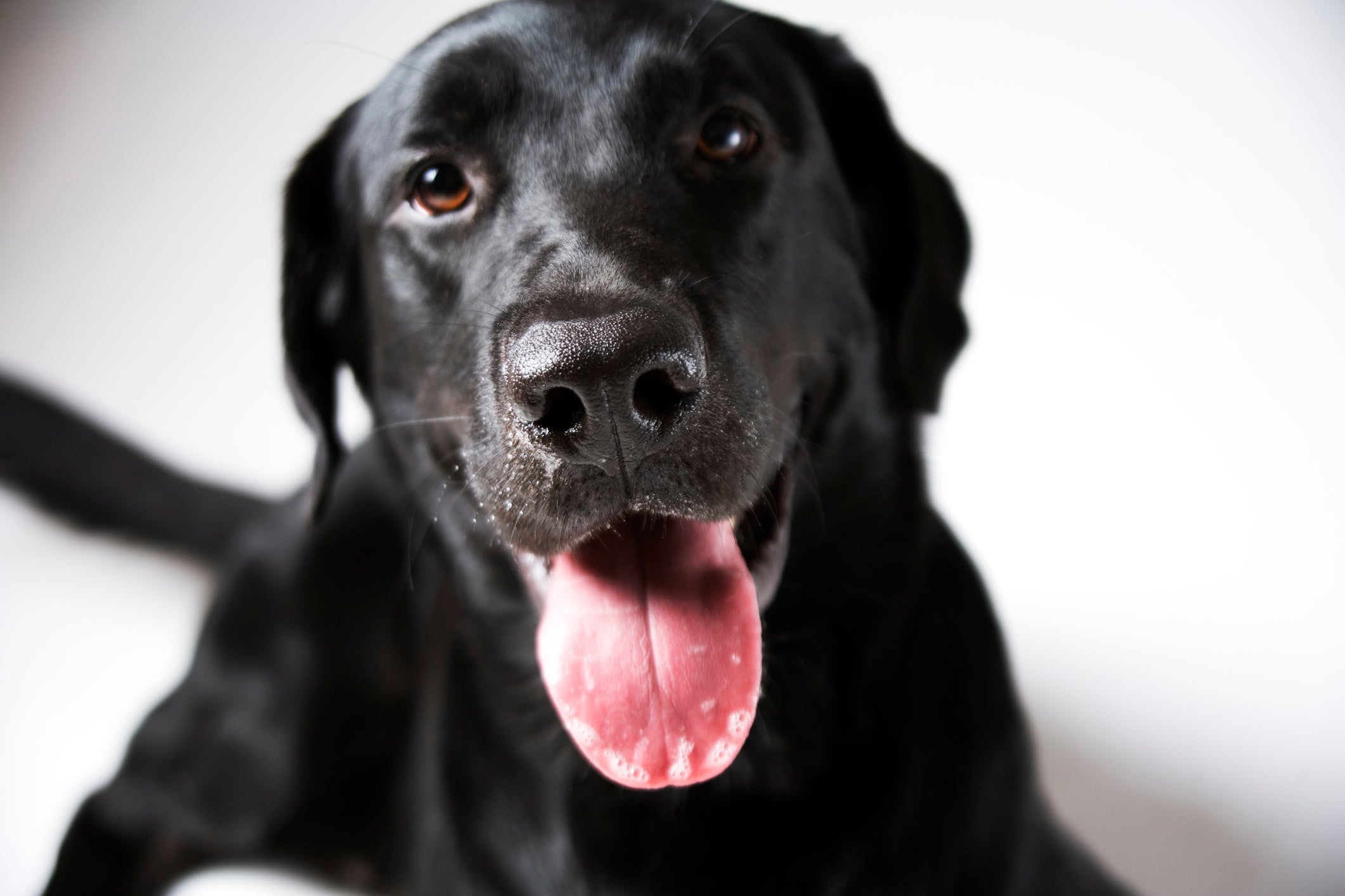 Apesar de parecer um hábito engraçado, quando um cachorro “lambe” o ar pode ser sinal de problemas de saúde