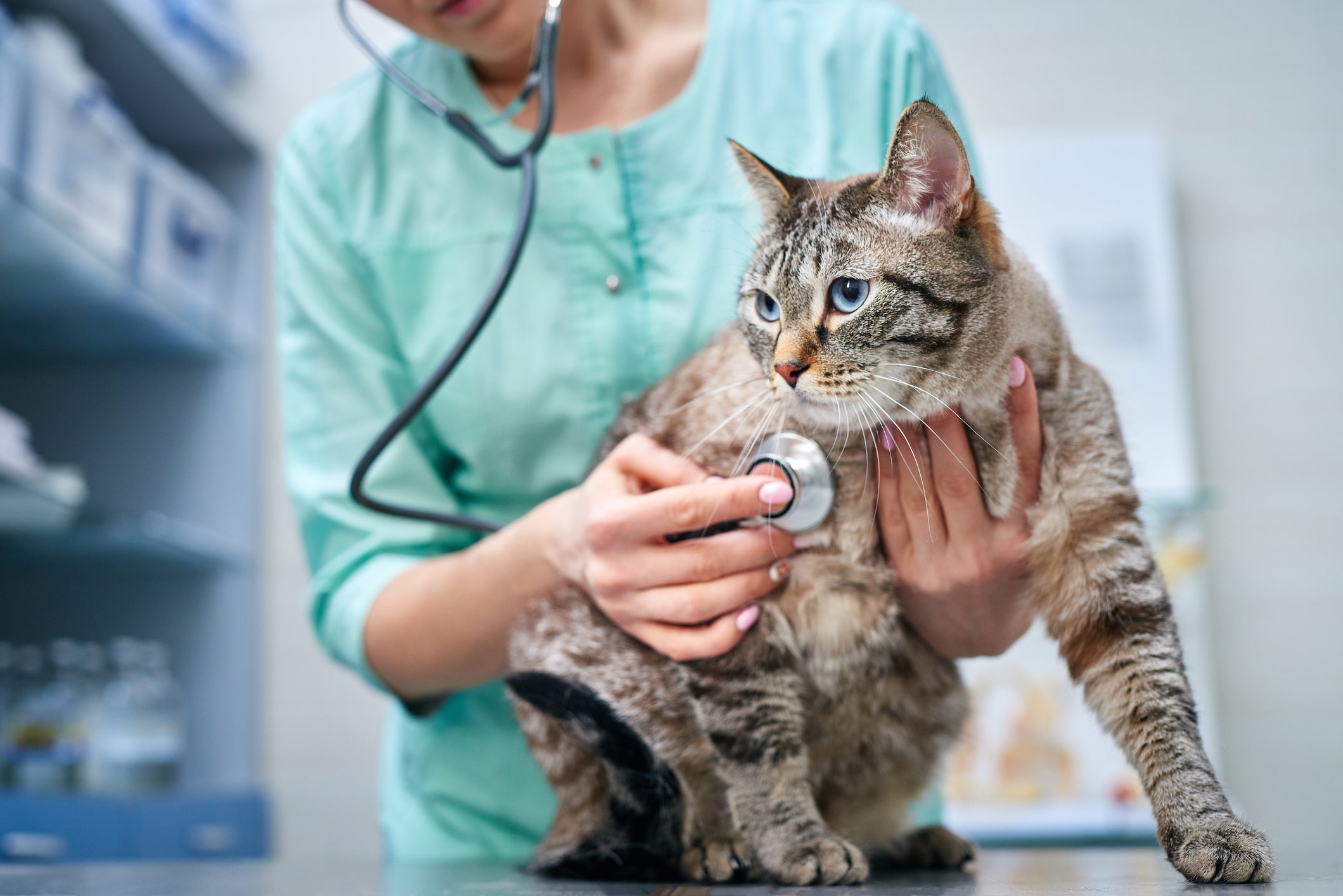 O diagnóstico precoce é muito importante para controlar a evolução da doença renal em gatos