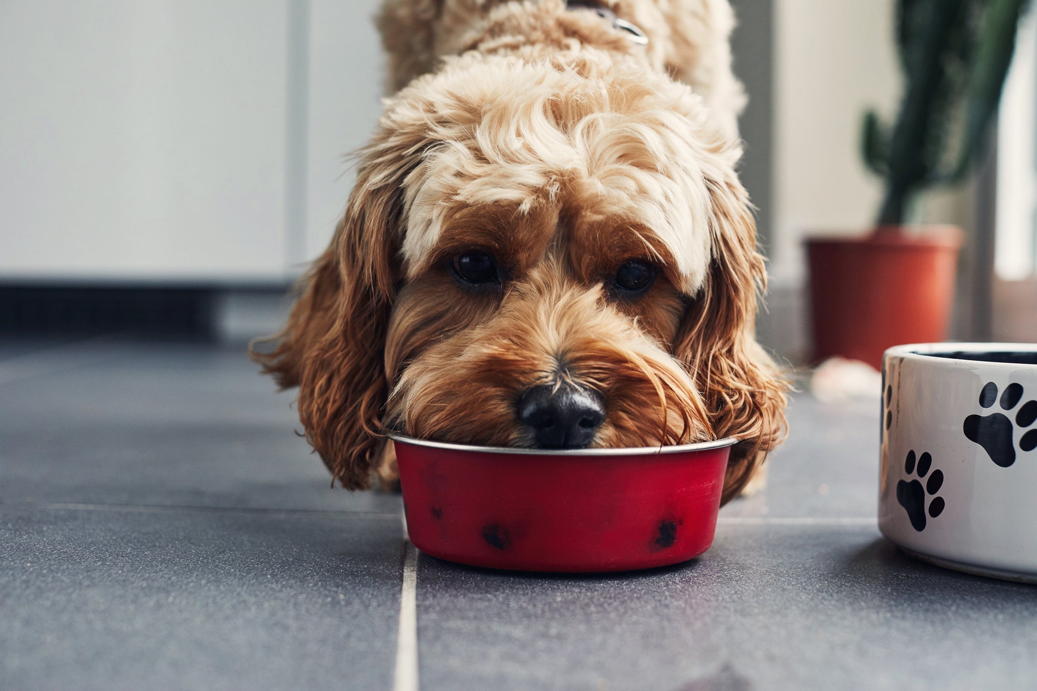 O material do potinho de comida deve ser bem escolhido para não oferecer riscos ao seu pet