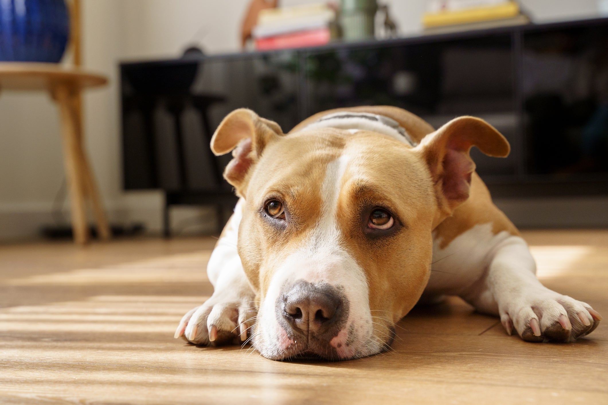 A disbiose intestinal pode afetar bastante o bem-estar canino, causando sintomas incômodos
