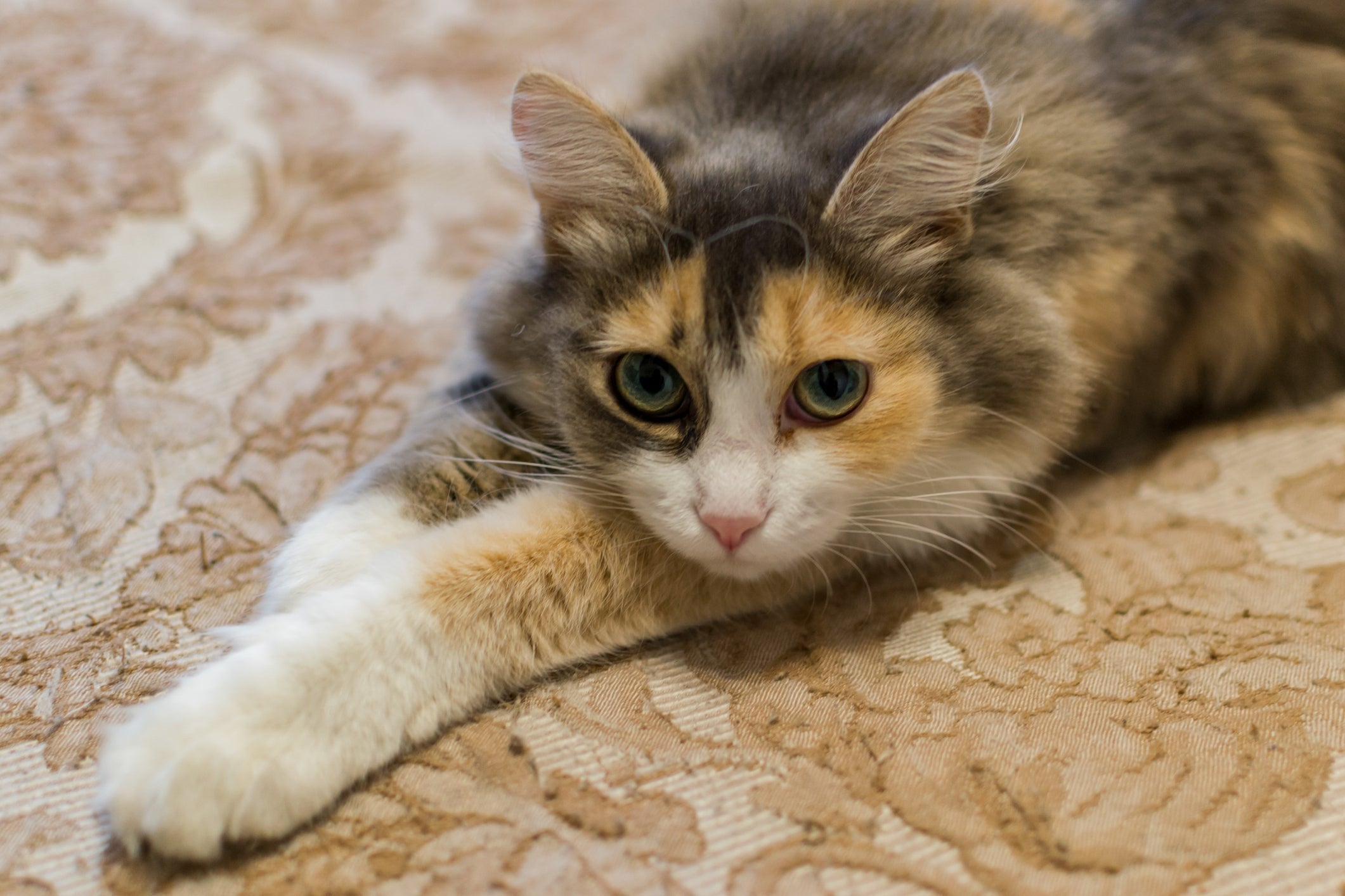 Mudanças no comportamento rotineiro podem indicar doença renal em gatos