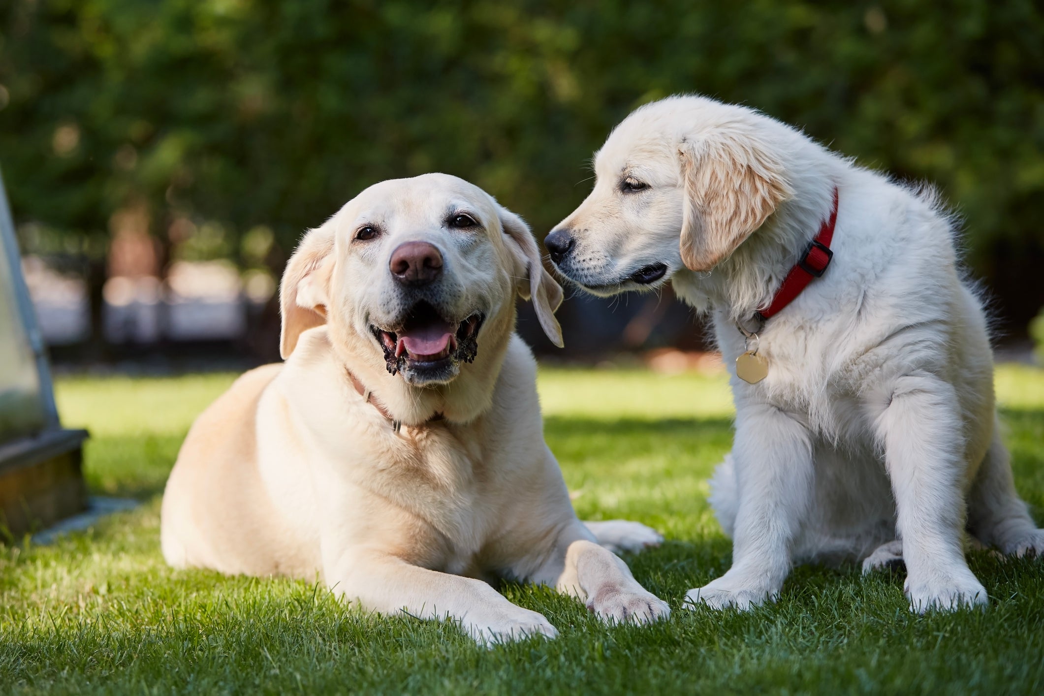Cada fase de vida do cachorro tem características e necessidades específicas, que devem ser respeitadas