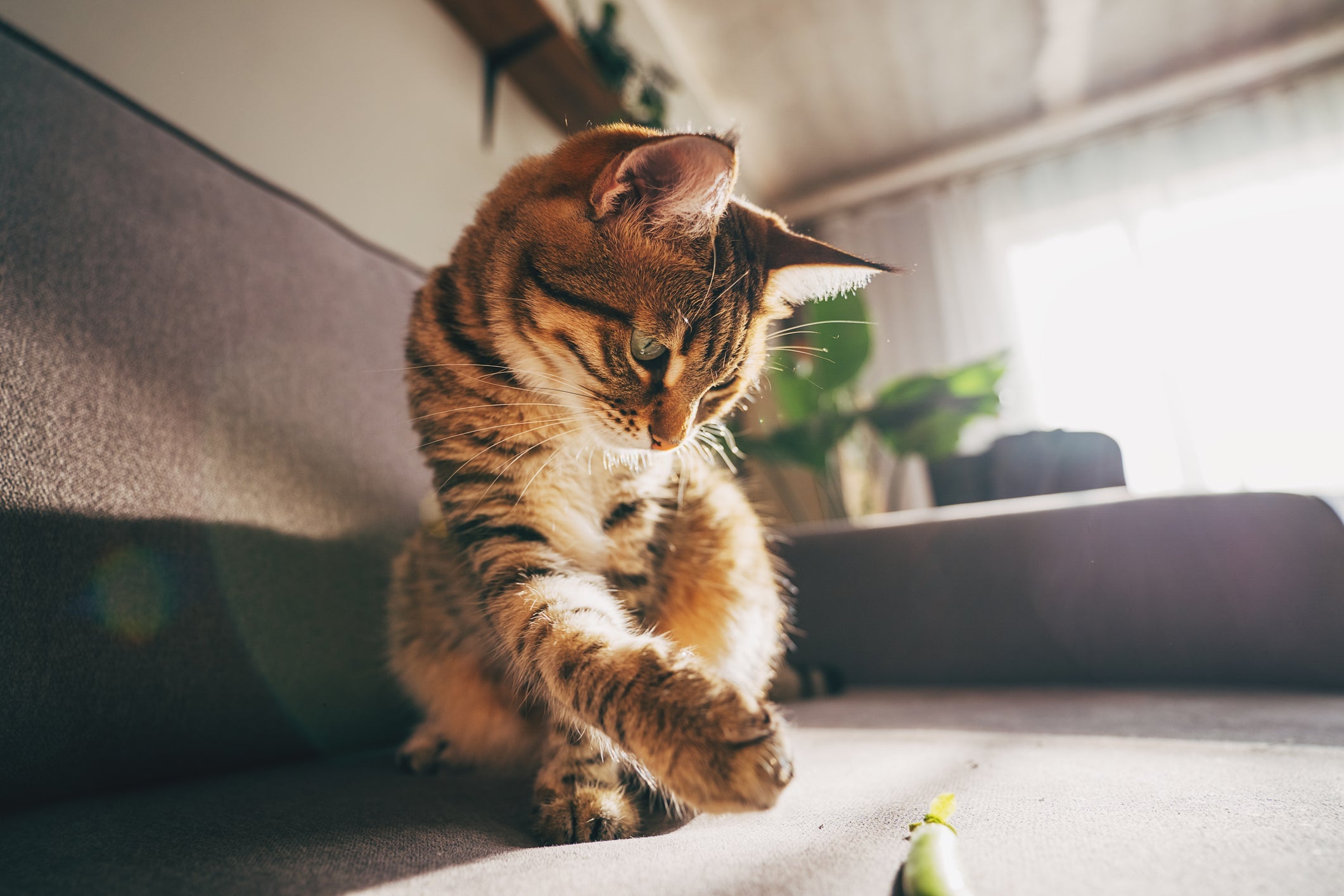 A maioria dos gatos têm uma pata dominante para realizar tarefas variadas