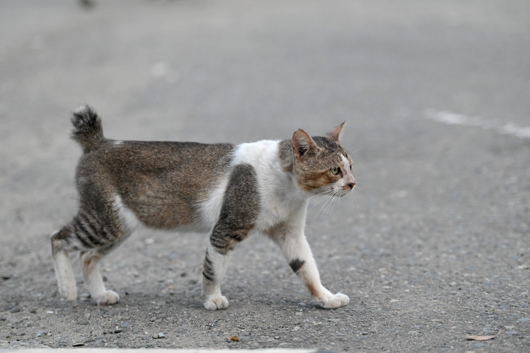 Gato com rabo curto pode ter nascido assim ou ter sofrido algum trauma ao longo da vida