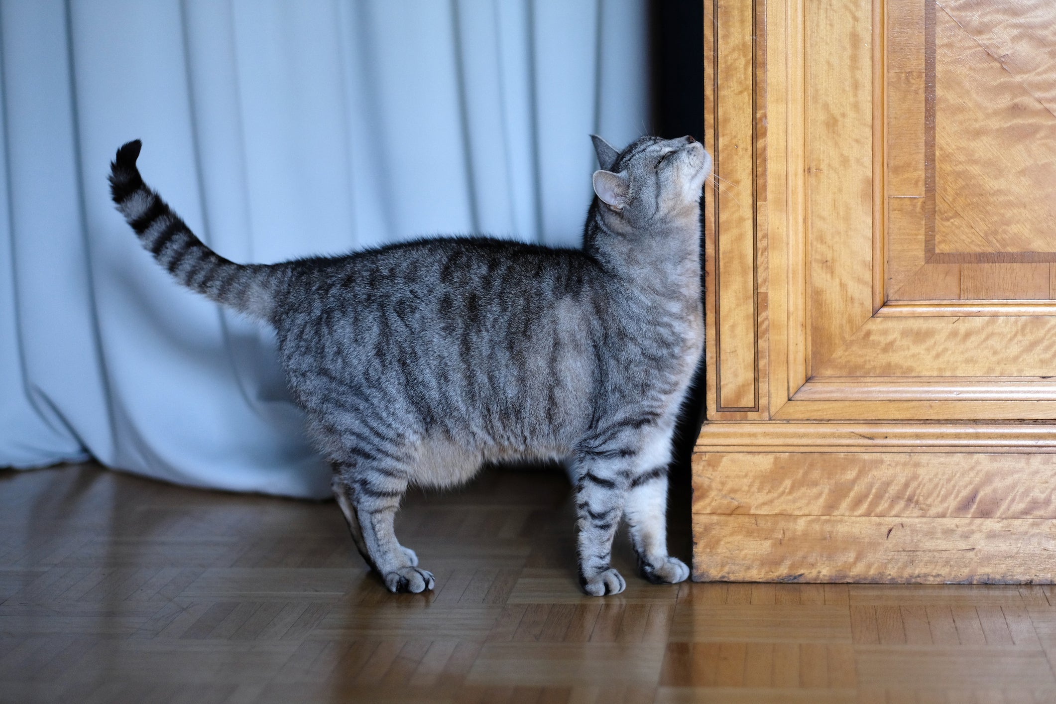 Esfregar o rosto em móveis é uma forma importante de marcação de território dos gatos