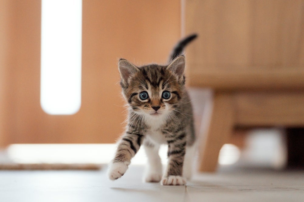 Gatos dependem de proteínas de origem animal para se desenvolver adequadamente