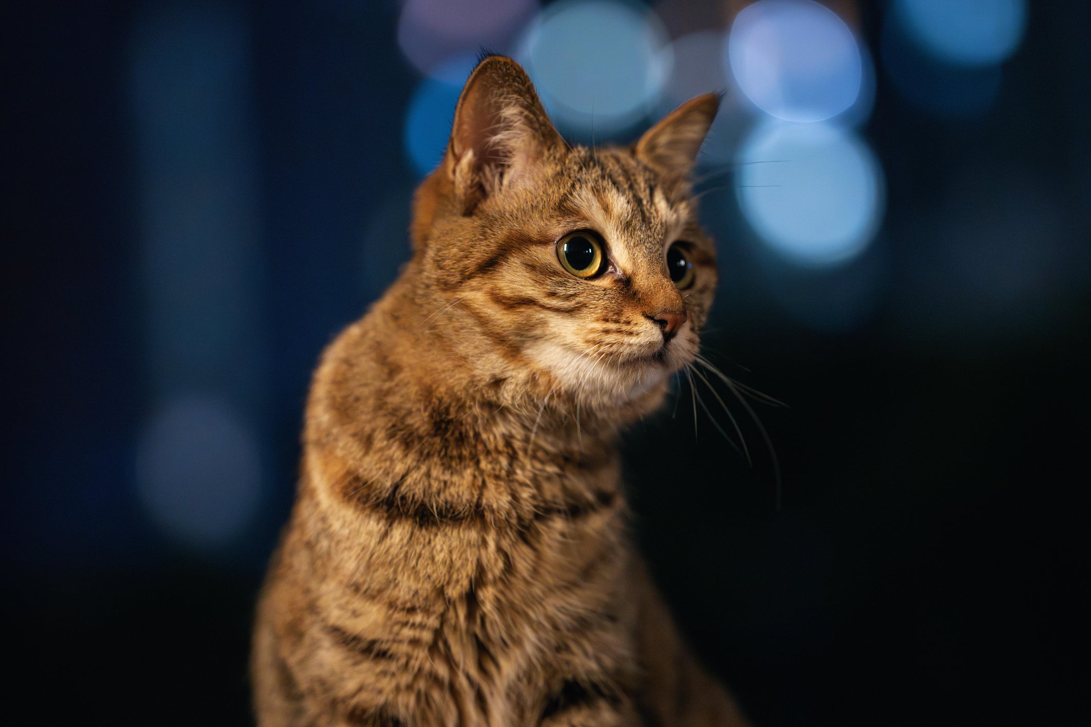 Gatos são animais naturalmente noturnos e podem miar com mais frequência à noite