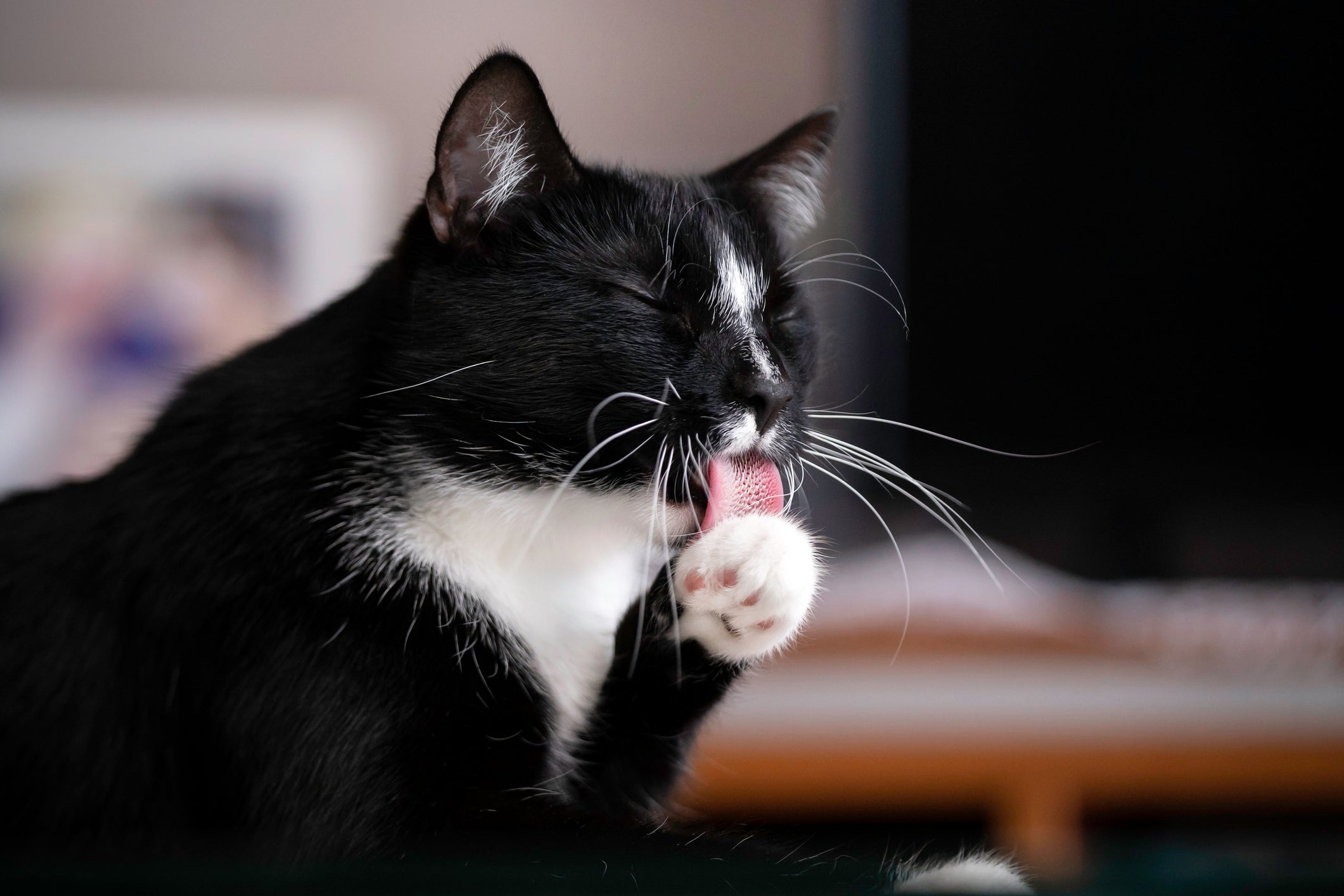 O “banho de gato” é essencial para preservar a saúde e o bem-estar dos felinos