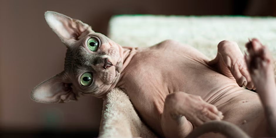 Características físicas do gato Sphynx. Gato Sphynx deitado.