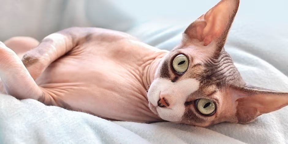 Gato Sphynx deitado.