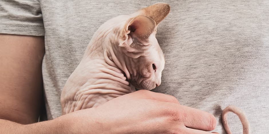 Gato Sphynx dormindo tranquilamente nos braços de seu tutor.